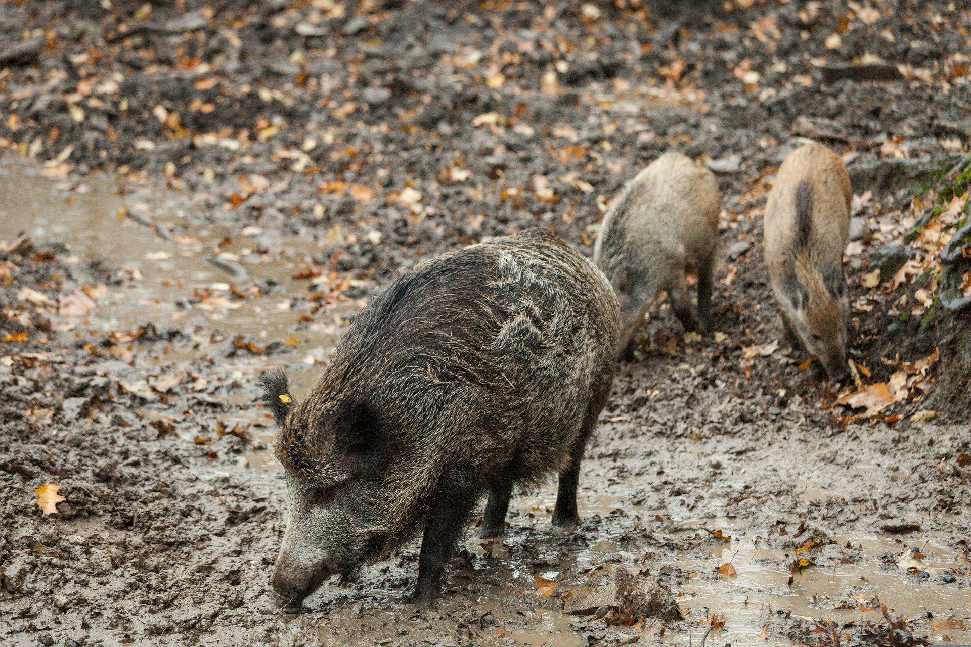 Wild boar hunting in the Sousse Valley (Morocco): A guide for hunters.