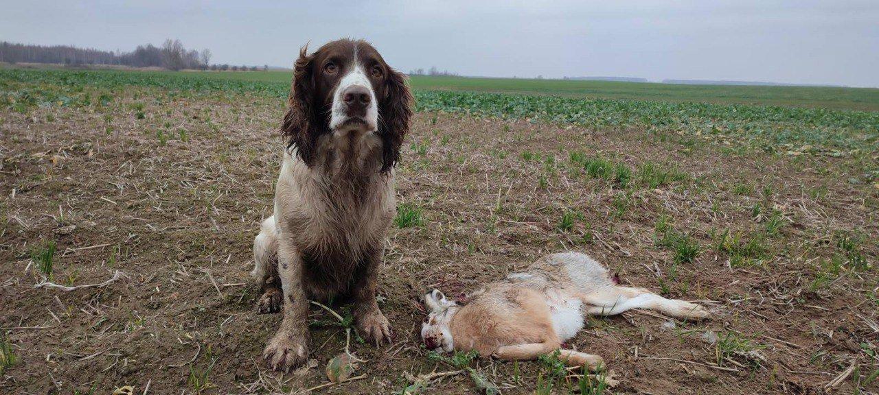 The Russian Hunting Spaniel: Characteristics, Care, and Training Tips