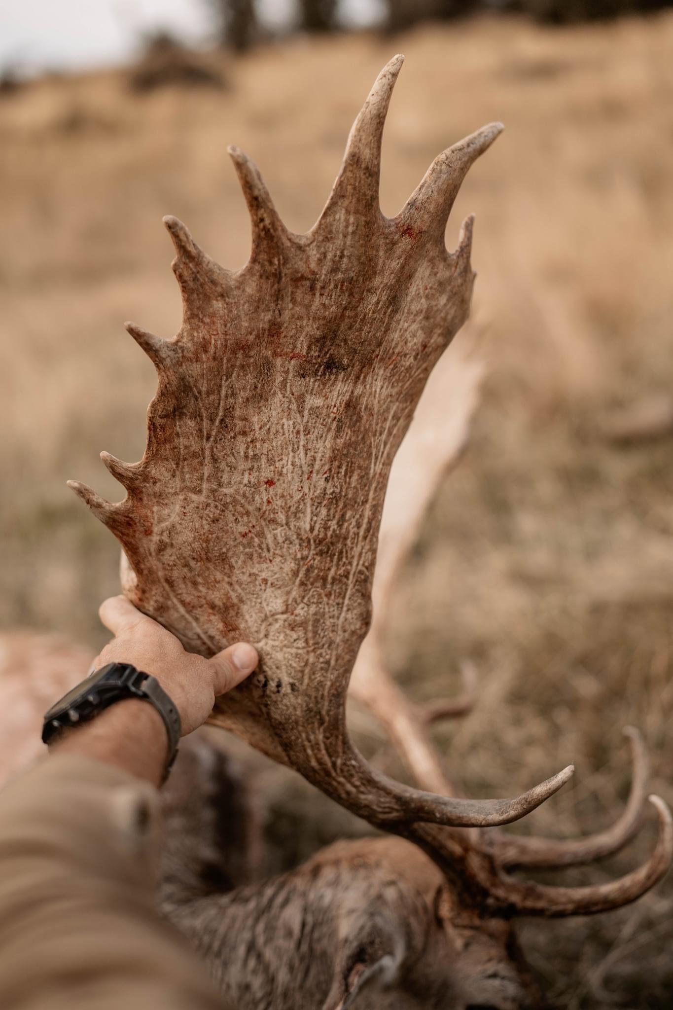 a colossal Fallow Buck to cap off his epic Red Stag hunt.