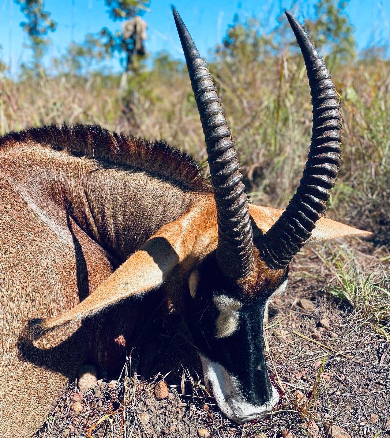 The Real Cost of Hunting in Africa: A No-Nonsense Guide