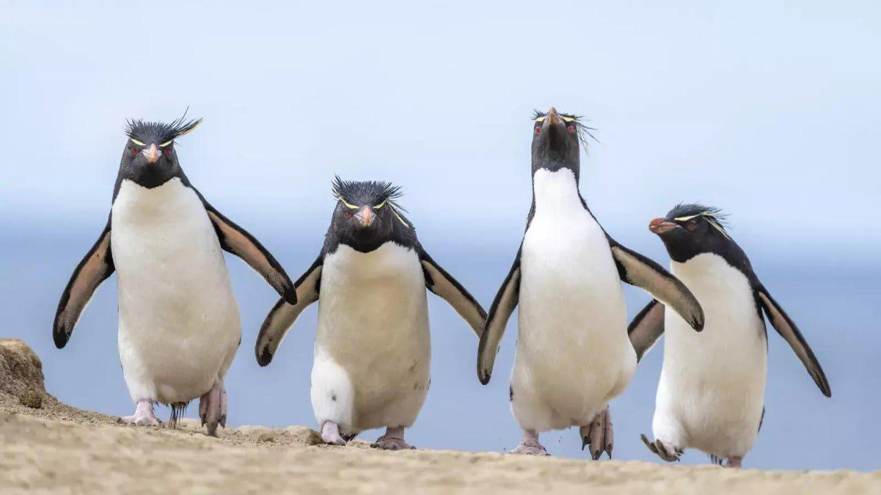 Объявлены победители конкурса Comedy Wildlife Photography Awards за самые смешные кадры из жизни дикой природы.