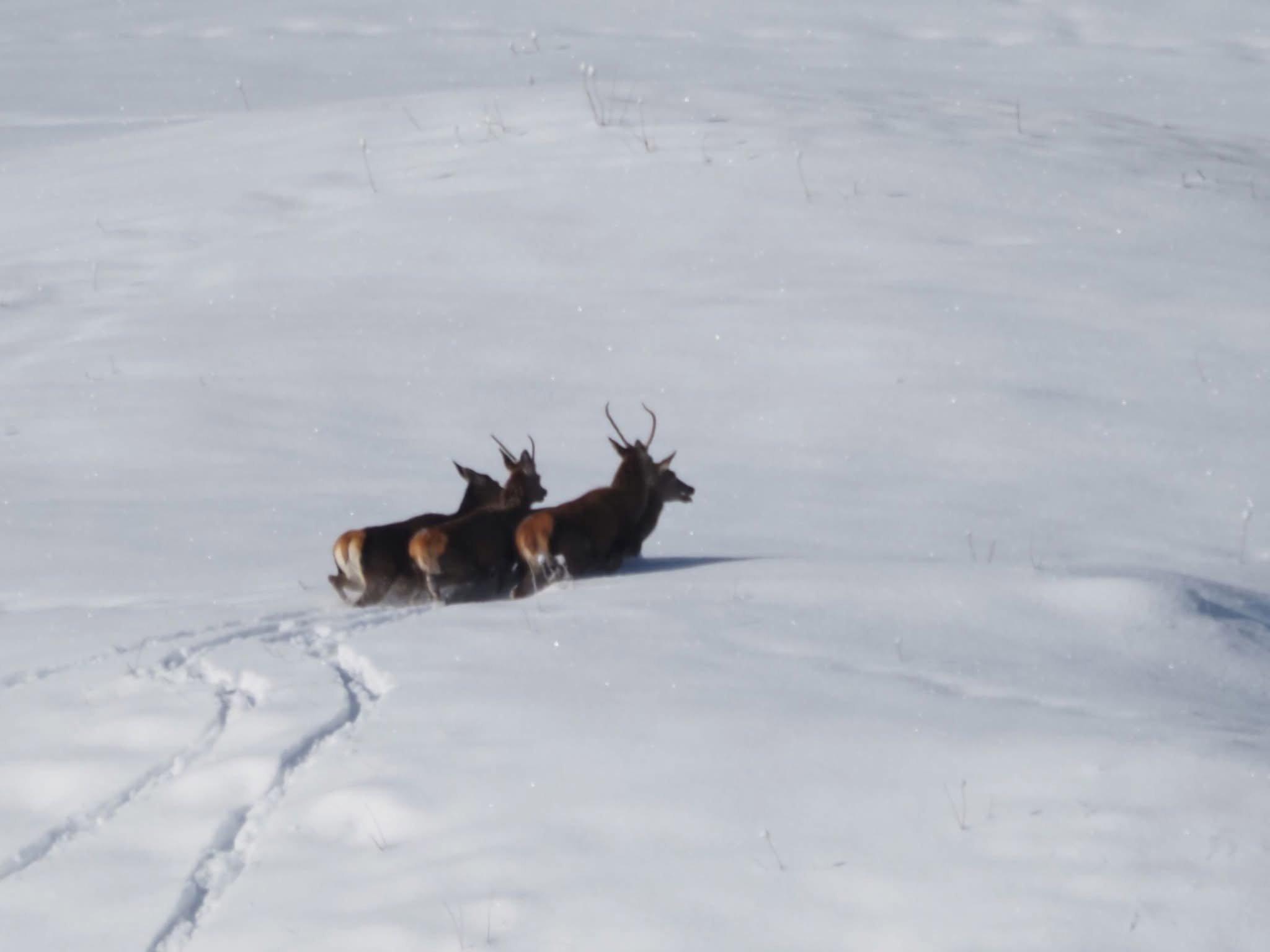 série prise en début de mois de Janvier en Savoie, dans la vallée des Bellevilles.