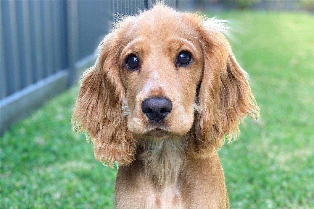 Den engelske cocker spaniel er en hunderace, der er kunstigt opdrættet i begyndelsen af ​​det 19.