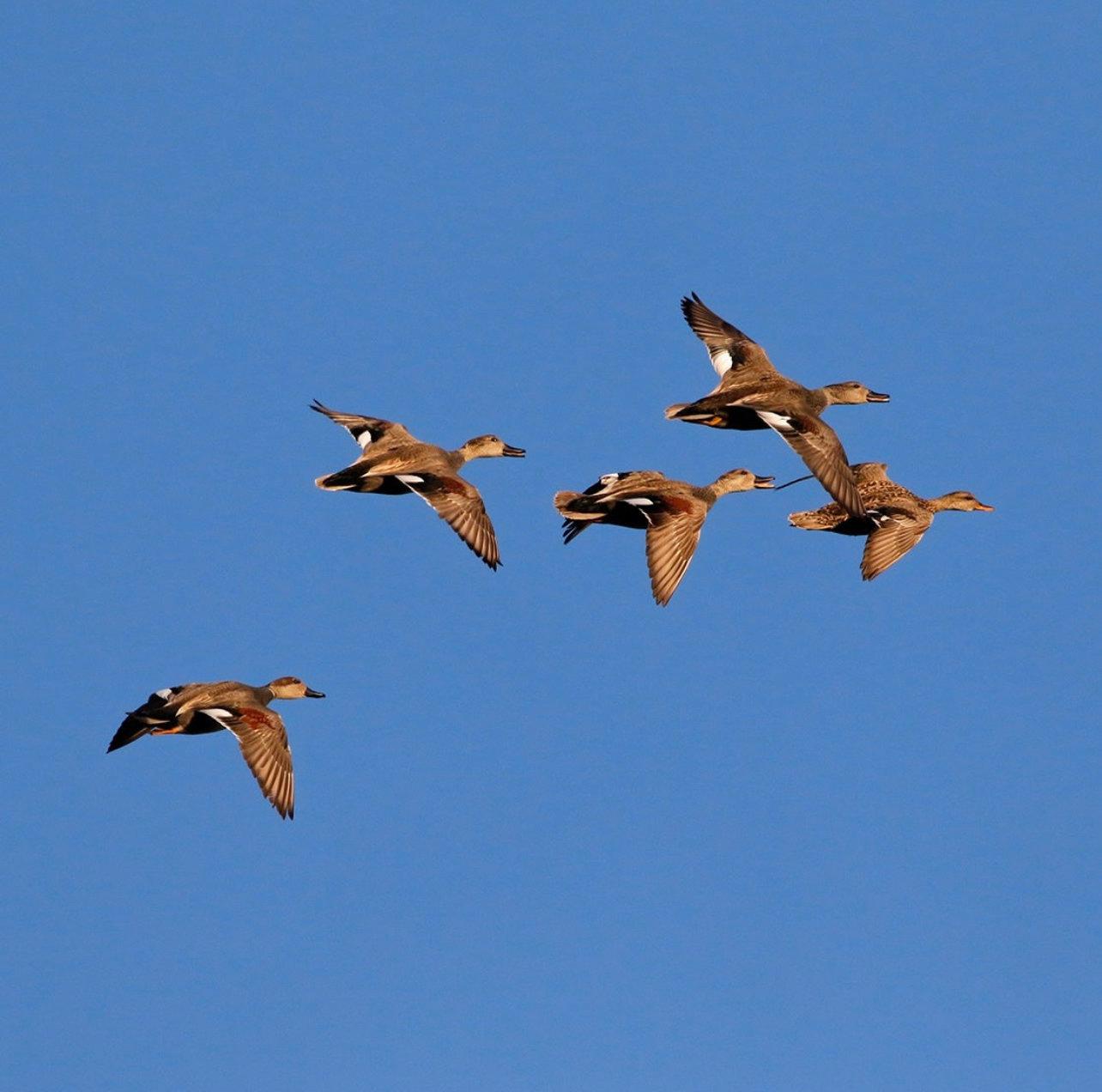 Duck in Morocco: Species, Migration, and Habitats for Waterfowl Hunters 🦆