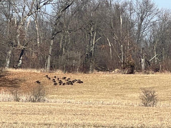Please pardon the picture quality, they’re around 350 yards out.