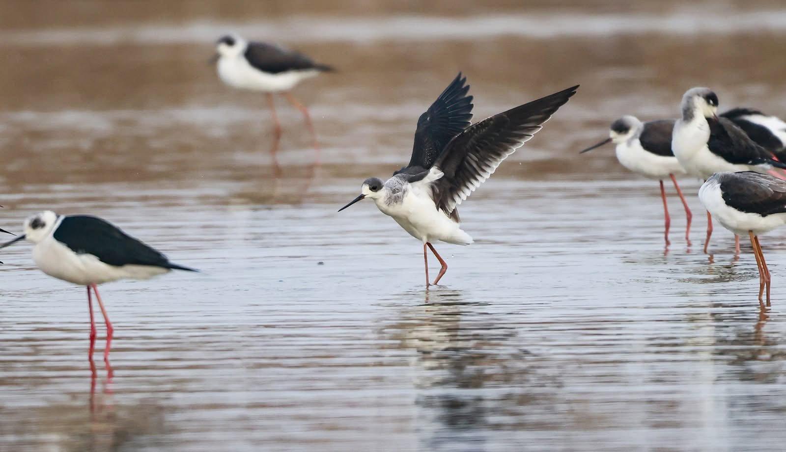 The Jiangsu #Yancheng Wetland and Rare Birds National Nature Reserve in Yancheng, Jiangsu Province has become a winter haven for wildlife.