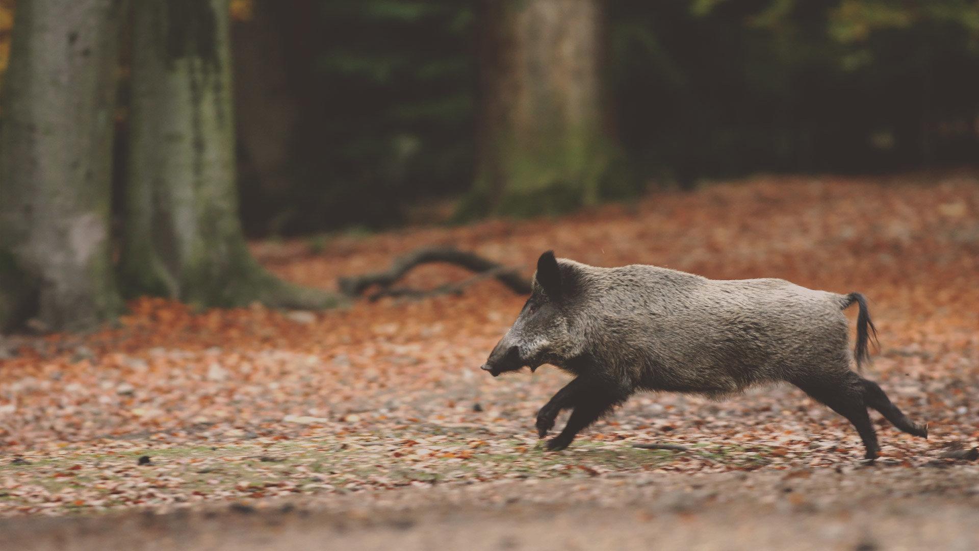 Die Jagd im Raum Landeck: Aktivitäten, Merkmale, Bräuche, Wildtierpopulationen, Jagdpraxis, Zeiträume, Rahmenbedingungen, Kuriositäten         