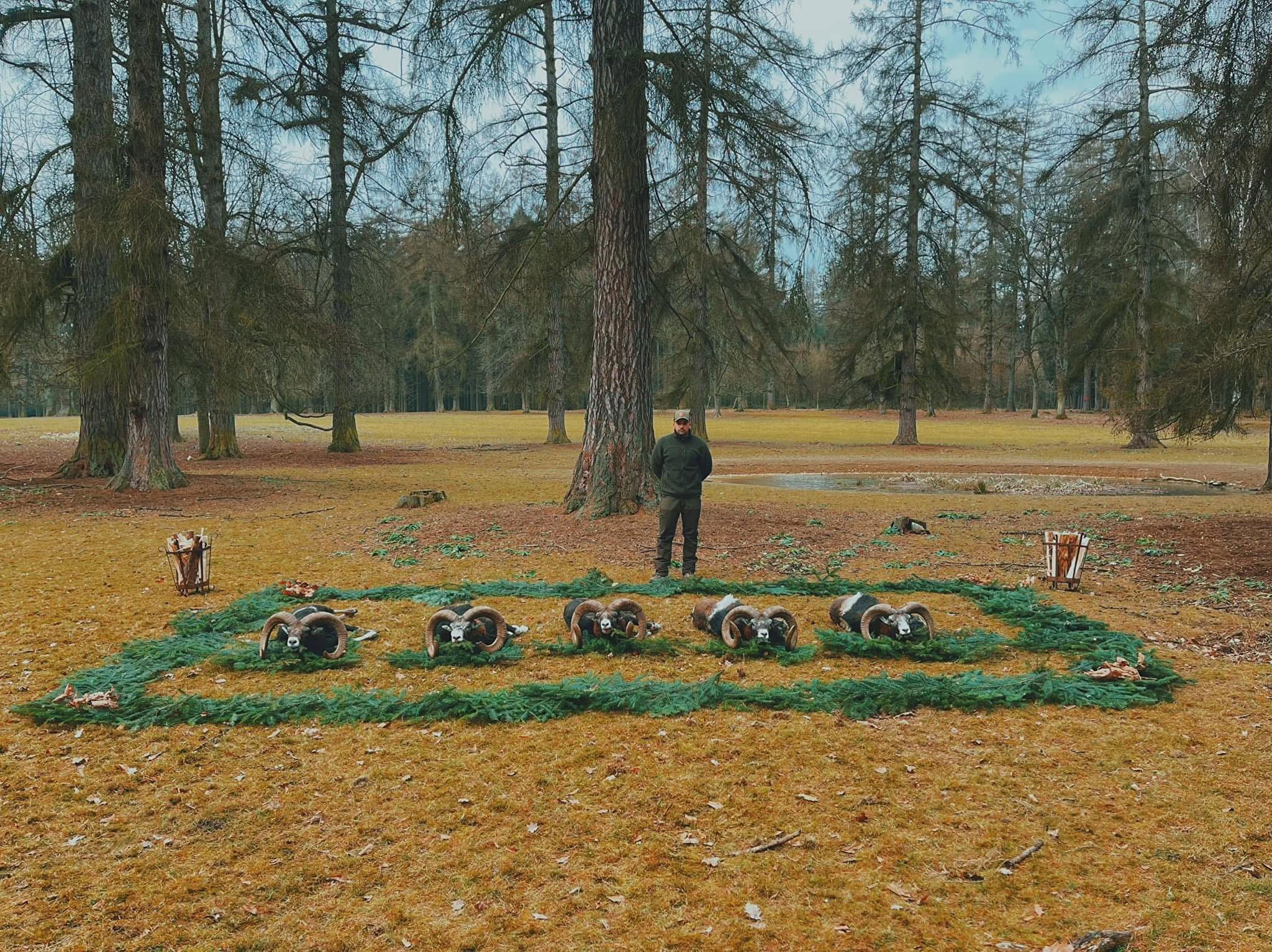 MOUFLONS EN RÉPUBLIQUE TCHÈQUE 🇨🇿