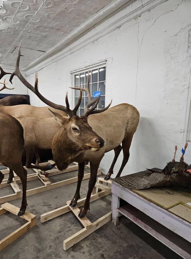 Full moose charging (repro antlers) 3️⃣5️⃣0️⃣0️⃣