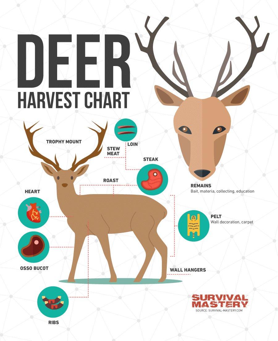 Below are 11 deer hunting tips that hopefully will help you do just that!