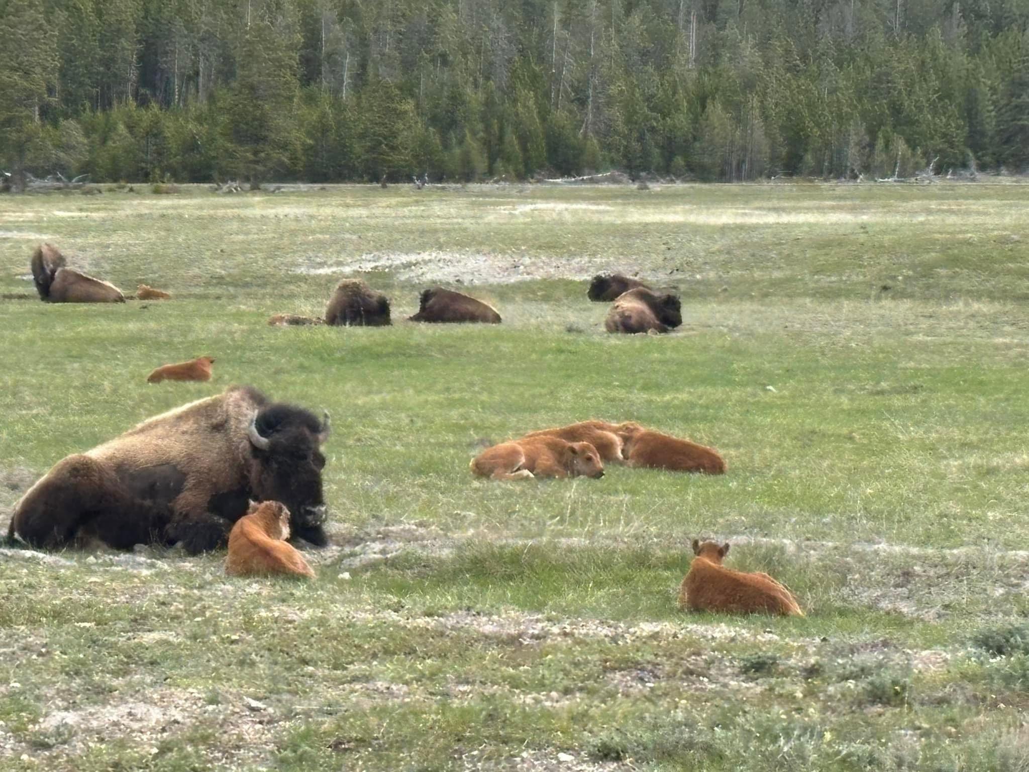 A few pictures from our last week’s trip to Grand Teton and Yellowstone