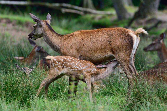Úzké pouto mezi kolouchem a vodící laní