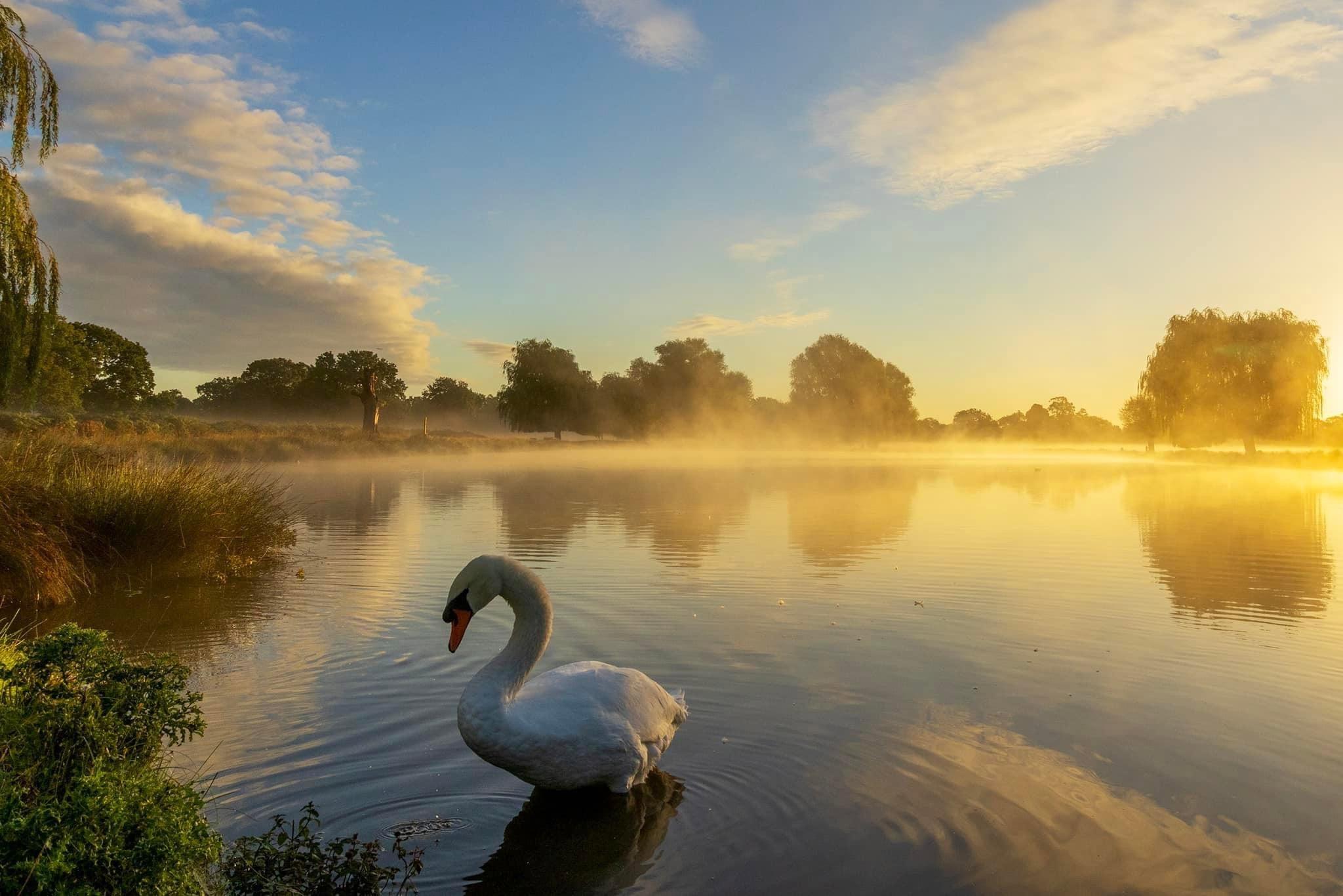 A Wonderful Start to the Day at Bushy Park's Leg of Mutton Pond - 28.09.24