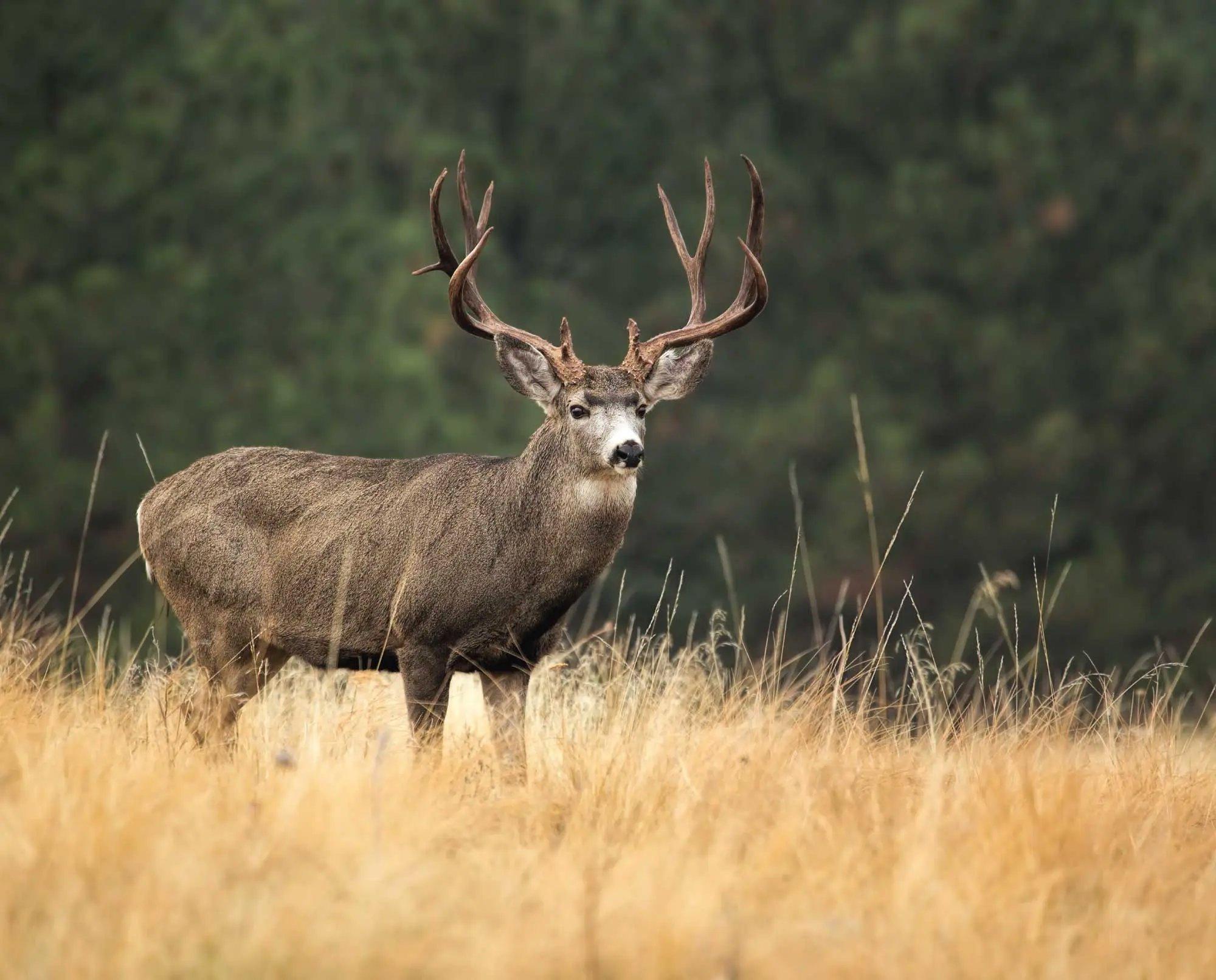 Last weekend, I embarked on an unforgettable hunting trip in the heart of California’s wilderness.