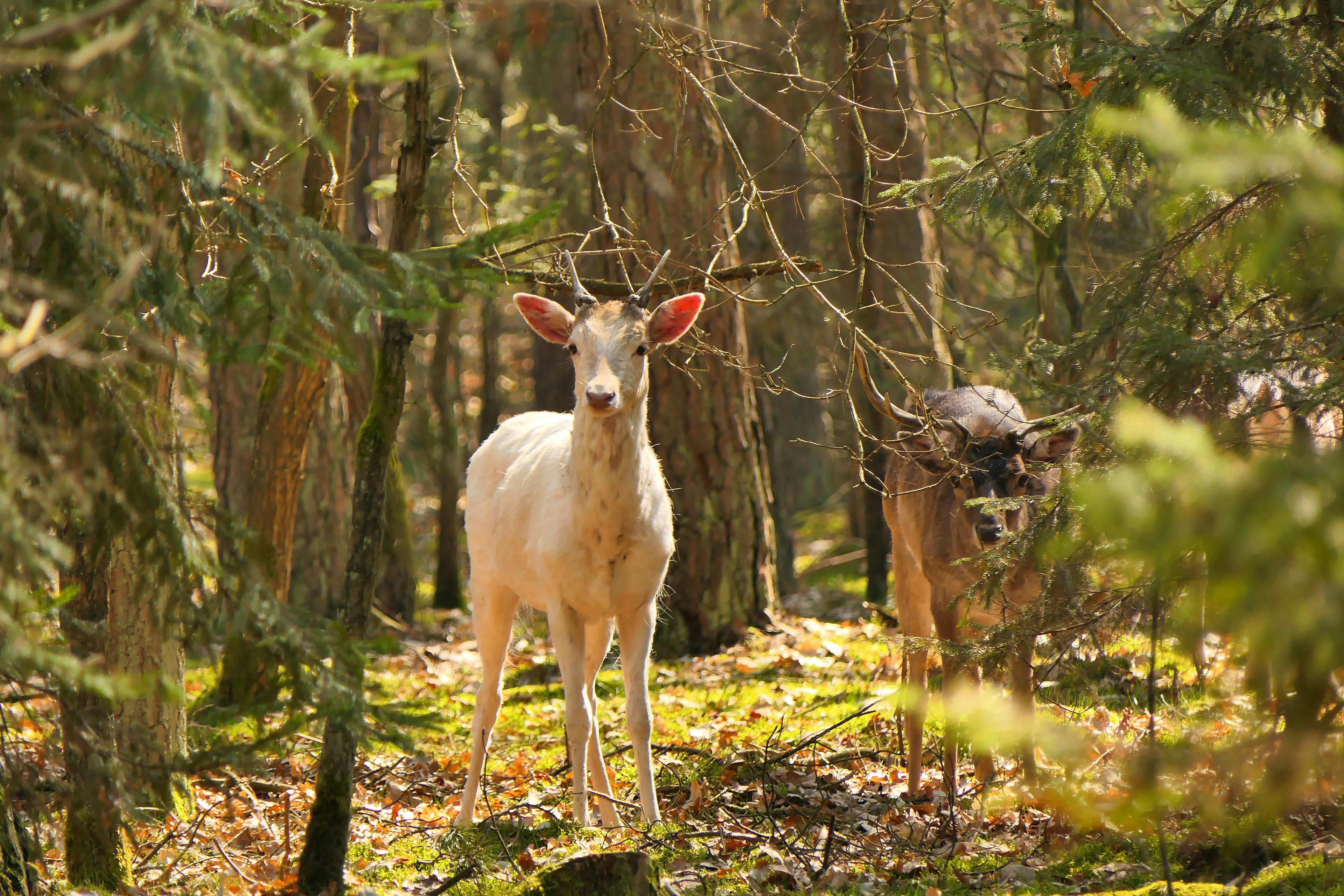 Chronic Wasting Disease Confirmed in Michigan’s Genesee County for the First Time