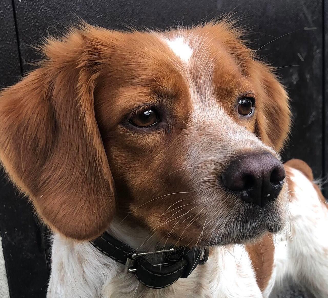 The Breton Spaniel: The Ideal Hunting Companion for the Avid Hunter
