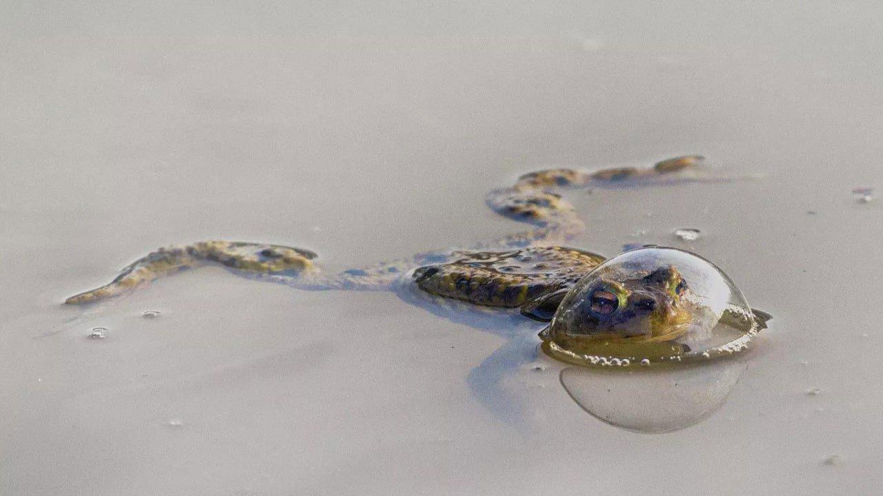Объявлены победители конкурса Comedy Wildlife Photography Awards за самые смешные кадры из жизни дикой природы.