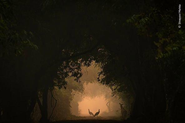 La 60ème finale du concours annuel Wildlife Photographer of the Year, l'un des plus importants au monde, n'aura lieu qu'en octobre - mais pour ne pas l'oublier, les organisateurs du concours ont jusqu'à présent publié plusieurs photographies qui ont atteint les finales