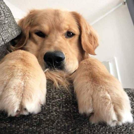 Golden Retriever, eller Golden Retriever, er en race af jagthunde udviklet i Storbritannien i det 19.