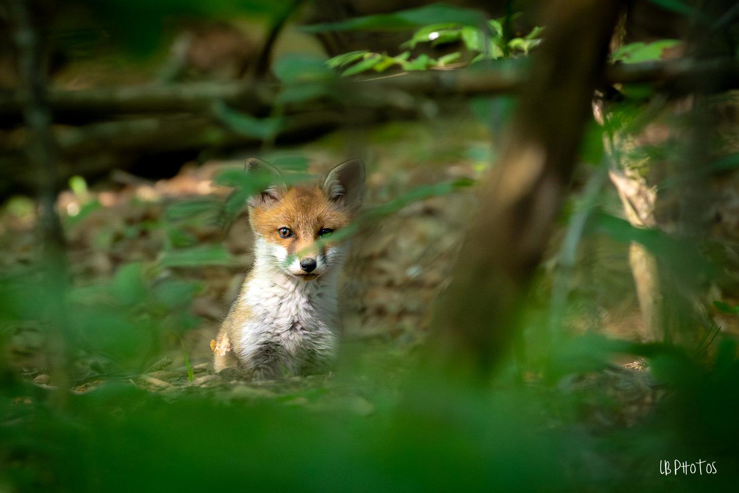 Renardeaux du Haut Doubs !