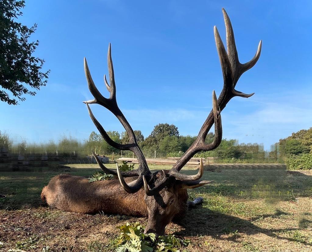🌿 Last spots for Red Stag hunt🌿
