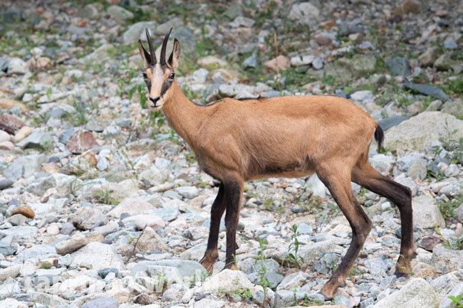 Anatolian Chamois (Asia)