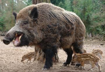 Wildschwein: köstliche Rezepte von einem erfahrenen Jäger