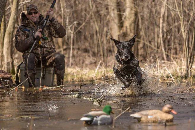 America's Duck Dog: The Labrador Retriever