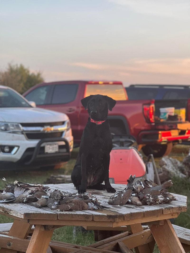 We are currently 26 days away from dove season!