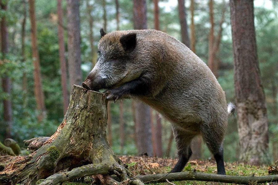 Wildschwein: köstliche Rezepte von einem erfahrenen Jäger