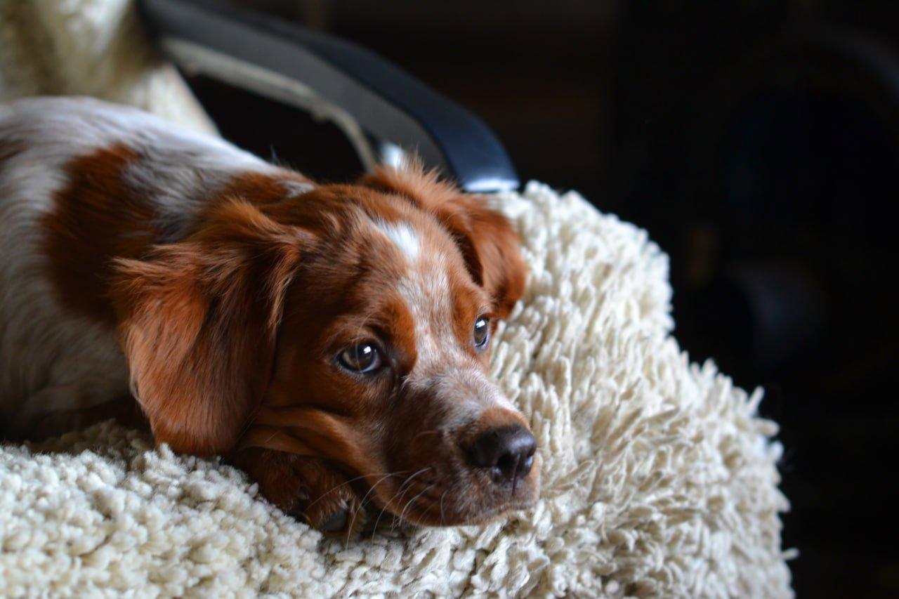 The Breton Spaniel: A Comprehensive Guide to Raising, Training, and Hunting with Your Puppy