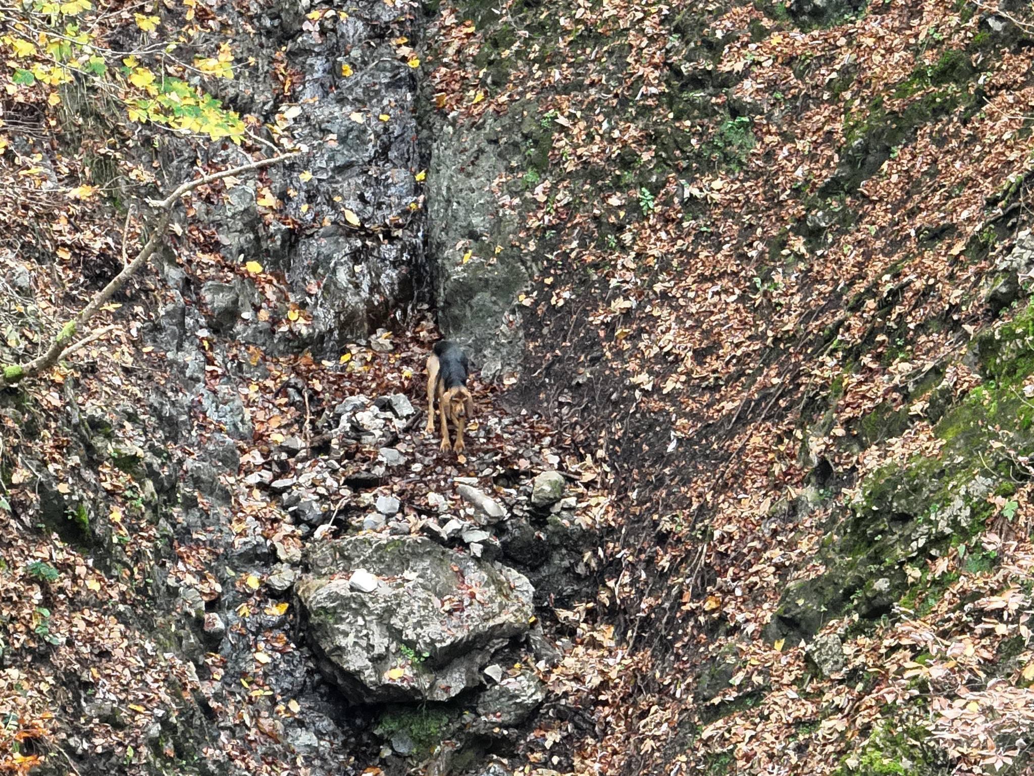 « Un chien perdu depuis 4 jours retrouvé à l’aide d’un drone à La Balme de Thuy » 😲