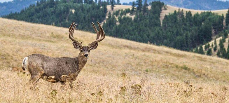 Deer hunting is America’s pastime.