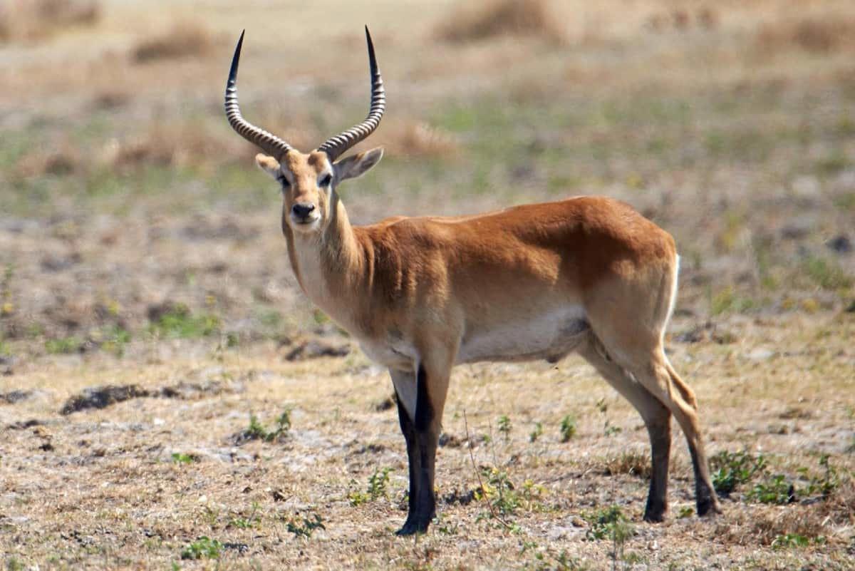 Hunting in North-East District (Botswana): Features, Types of Hunting, Species, Hunting Seasons, Clubs, Legislation, Traditions.