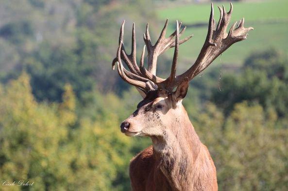 Cerf dans un parc privé en Aveyron