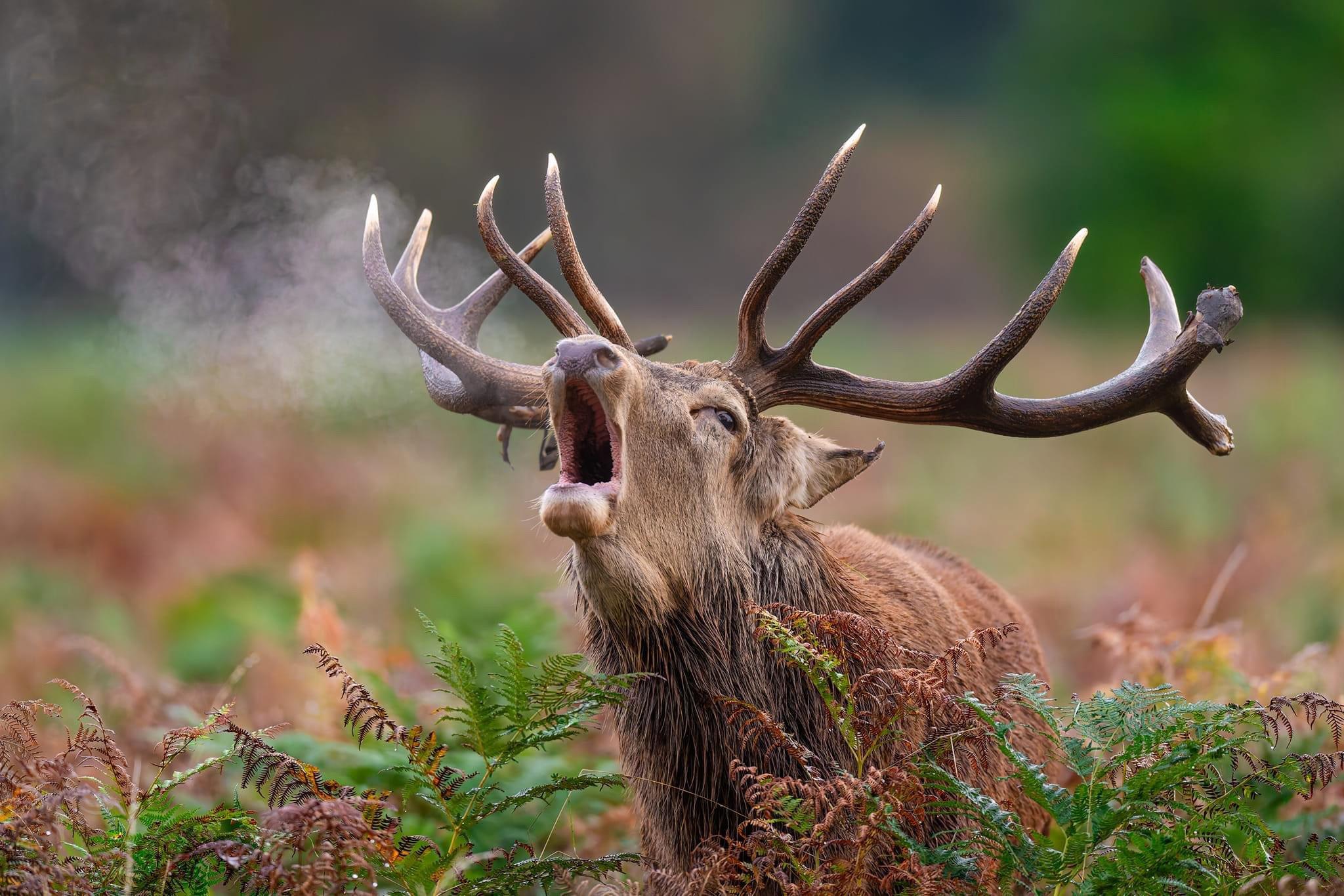 A Brilliant Day Capturing Stags in the Wild