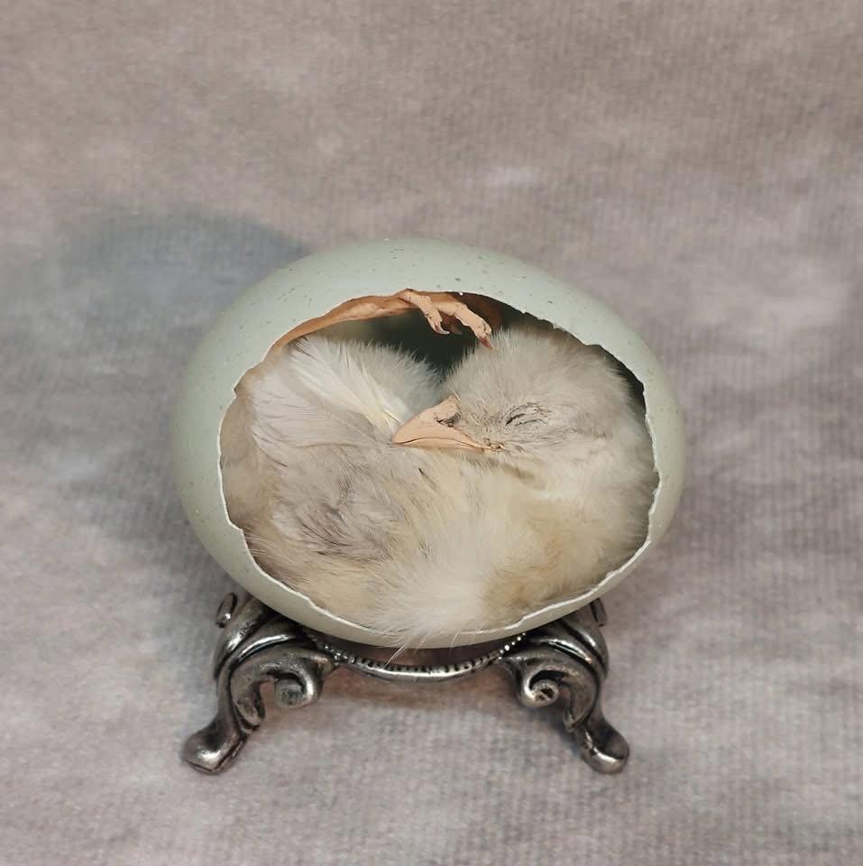 Chickens, egg chicks and other taxidermy birds available!