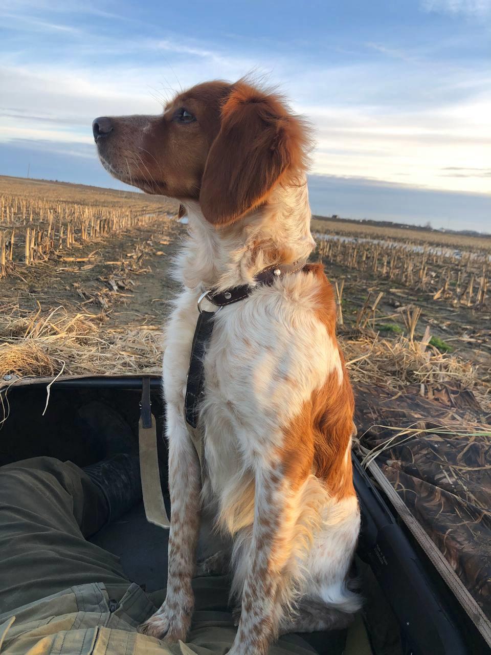 The Breton Spaniel: The Ideal Hunting Companion for the Avid Hunter