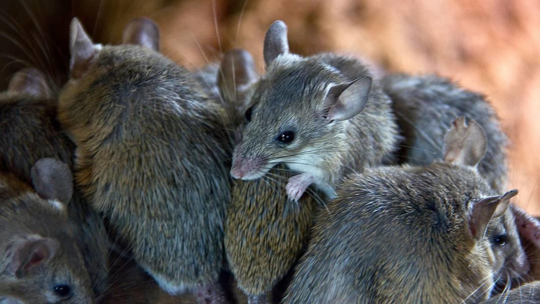 Mice populations increase due to climate change, as demand soars for pest control in the US