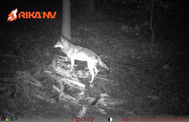 While Evgeniy went to conquer the mountain peaks, our RikaNV team in Belarus is preparing for a new wolf hunt🐺🔥