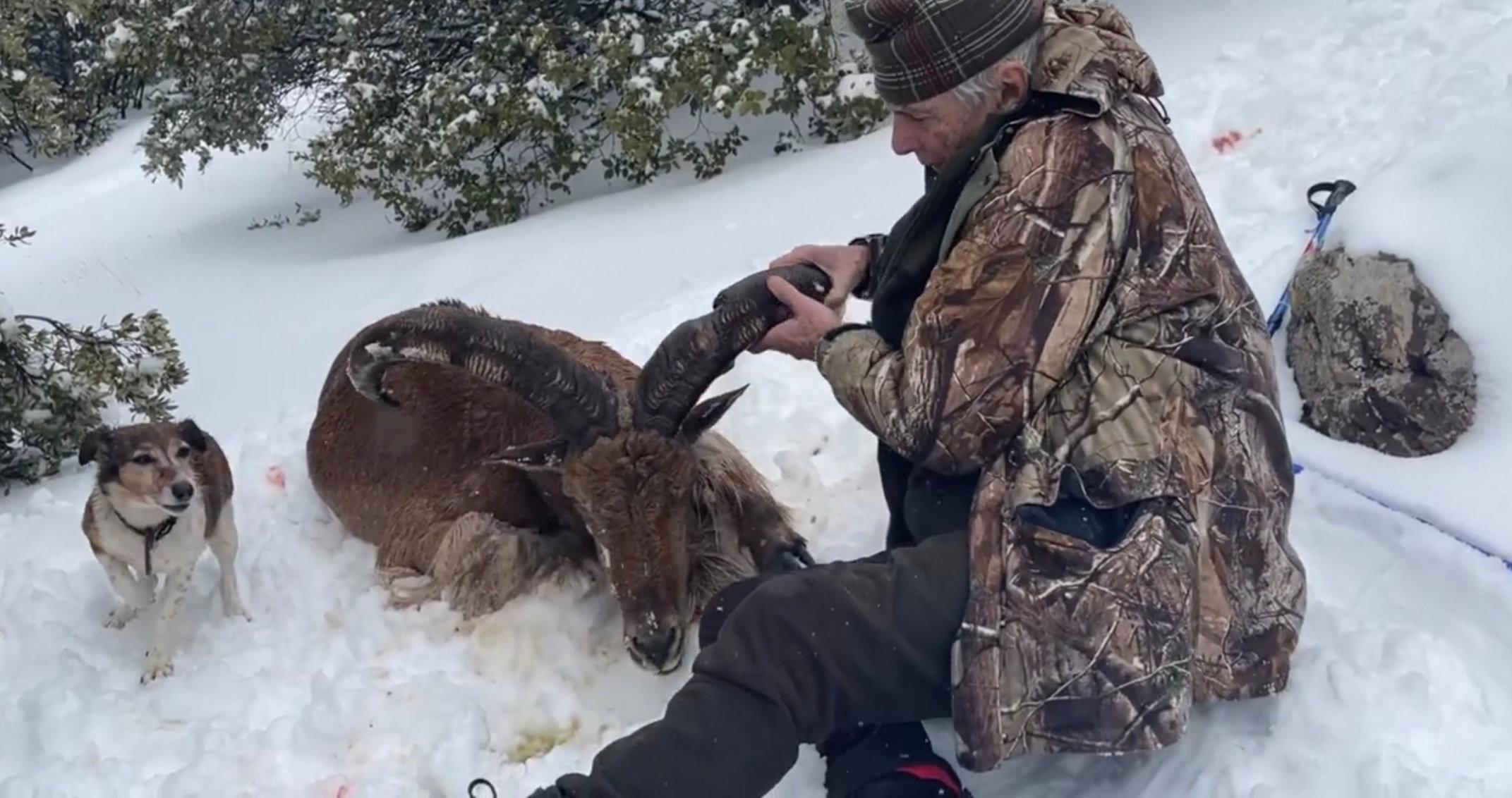 Barbary Sheep Hunting in Morocco 2025: Season, Gear, Locations & Costs