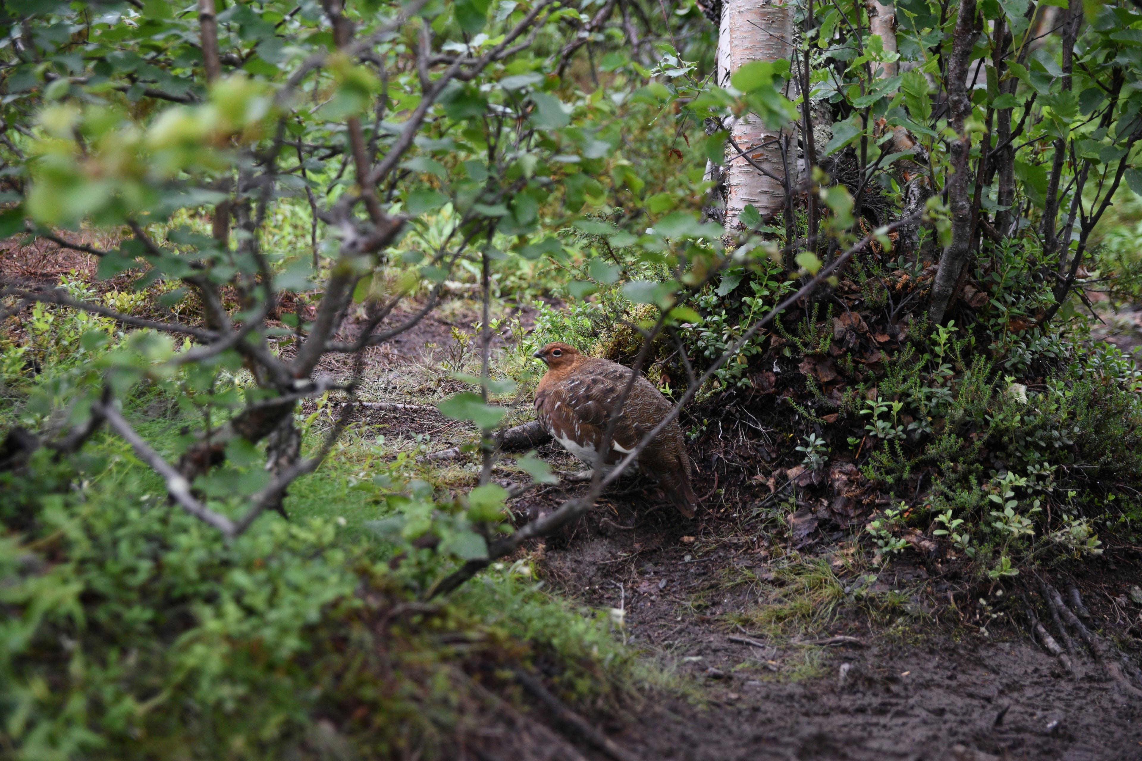 La Chasse en VIENNE: explorez les types de chasse et gibier, naviguez dans la législation et découvrez les traditions