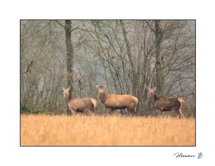 18/02/2024 dans l'Orne