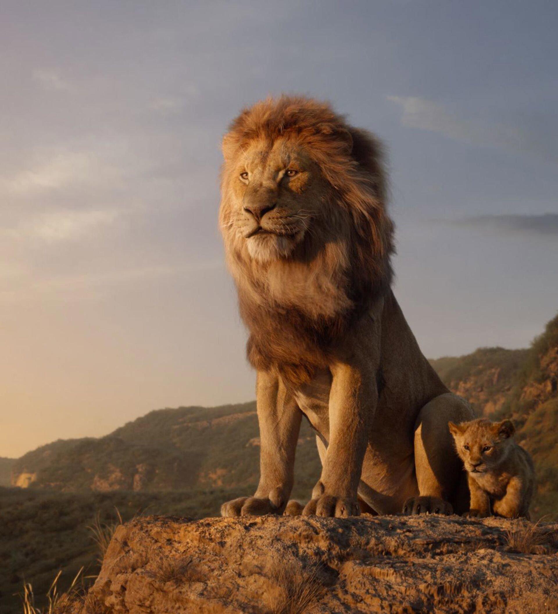 The lion (Panthera leo) is a large cat of the genus Panthera native to Africa and India.