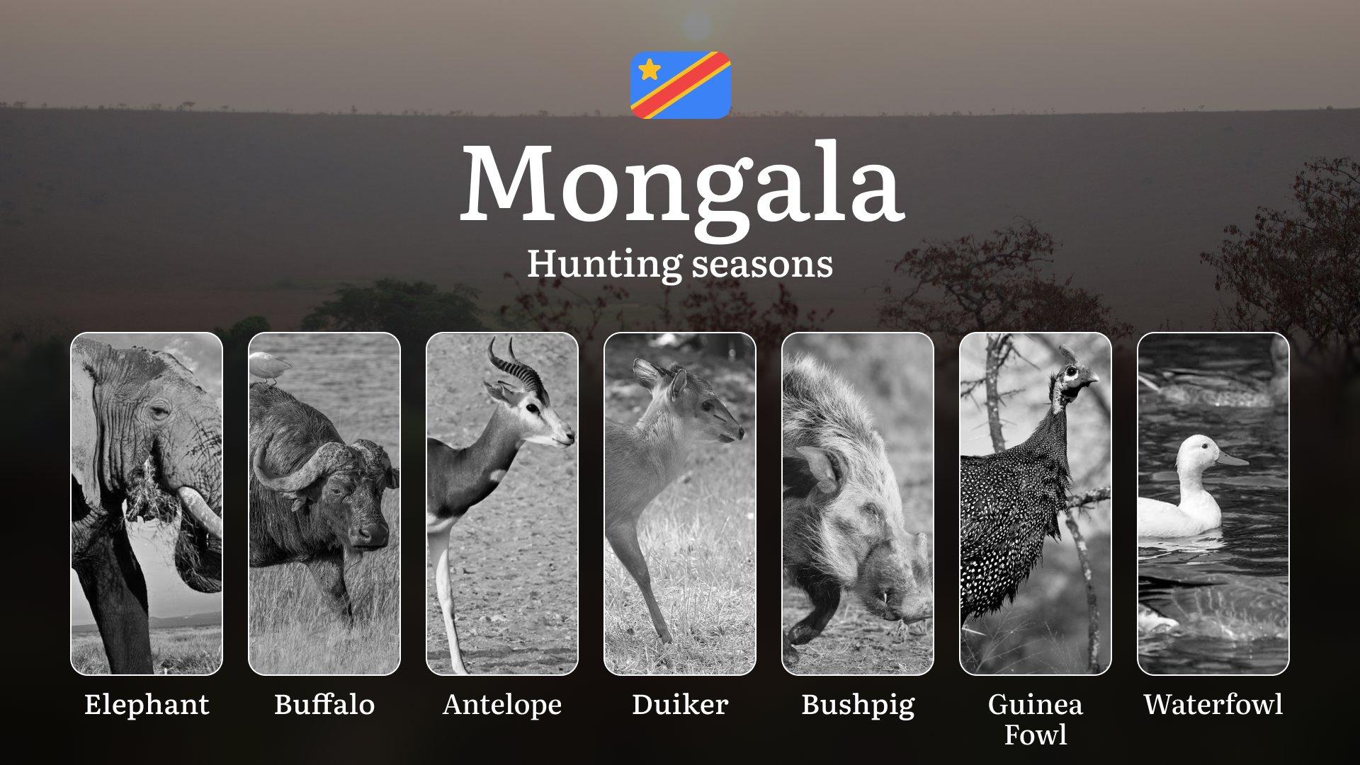 Hunting Date Ranges in Mongala (DRC): Main Seasons by Species, No-Hunt Zones, Regulations and Special Cases, License Process, Recommended Equipment, Best Spots, and Timing Tips 