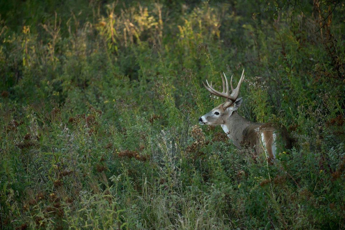 Setup trail cameras around major summer food sources (more on this below) and on trails to those food sources.