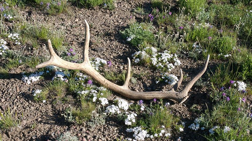 Utah closes shed hunting immediately