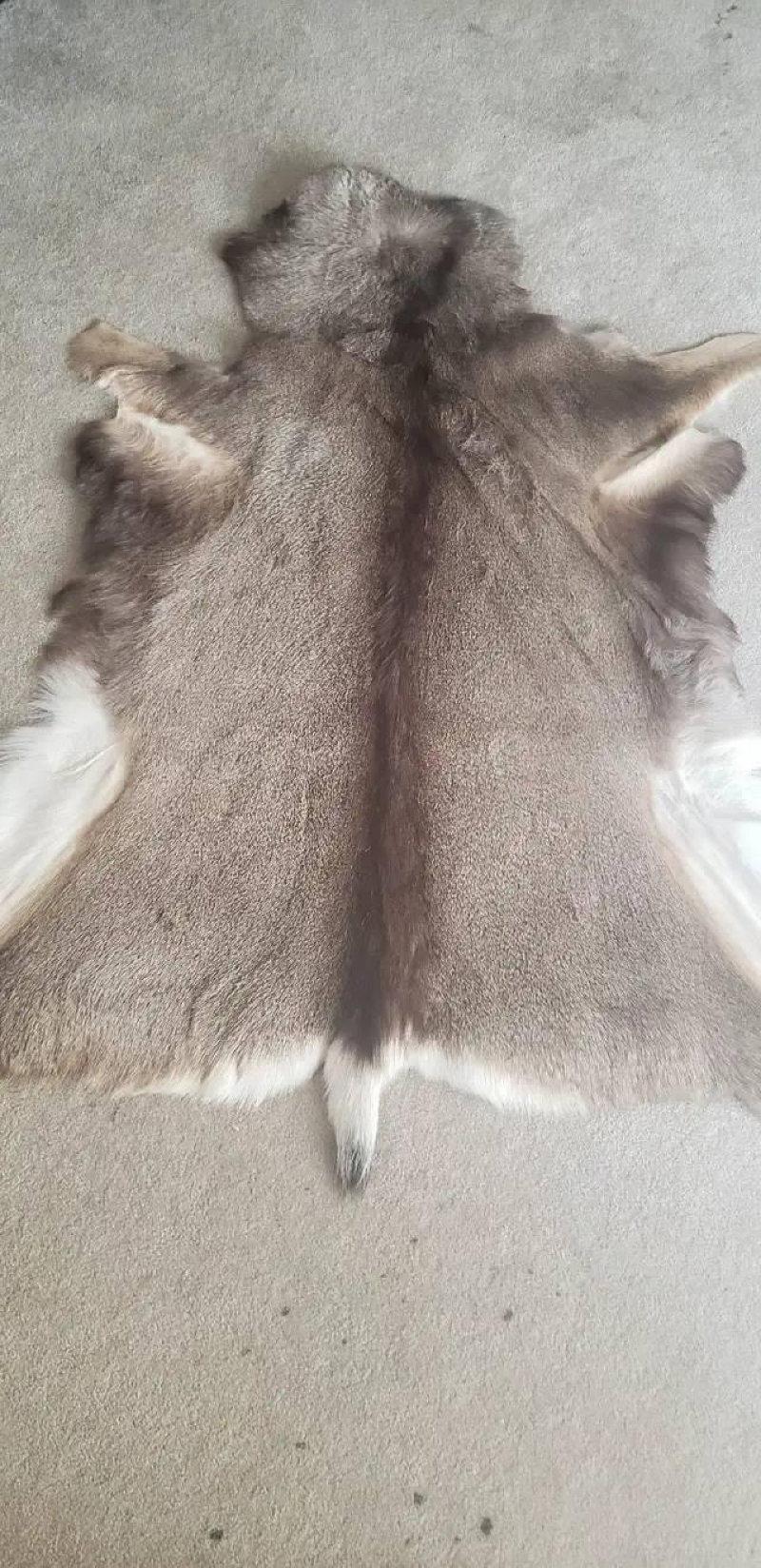 Tanned Muley deer 
