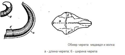 Черепа всех медведей, кроме белого, оценивают по единой шкале и одной и той же методике измерений.