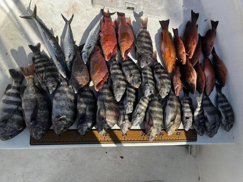 Were you wondering where and how to catch quality mangrove snapper and sheepshead on your boat!!!
